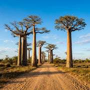 Travel eSIM for Madagascar